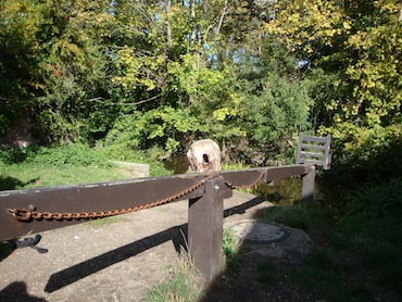 The Ducking Stool